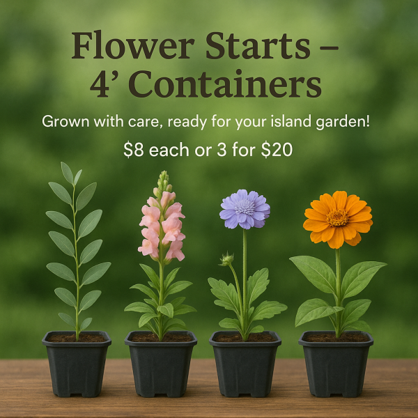 Flower Starts – 4” Containers