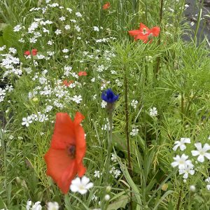 Lotus Meadow Lawn Mix covers 500sf - 1 lbs